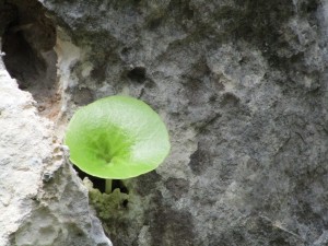 IMG_4525 (Medium)